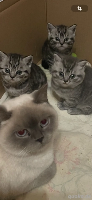 Wunderschöne BKH Kitten!