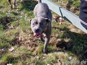 Suchen Liebevolles Zuhause für Bully-Mix Rüden