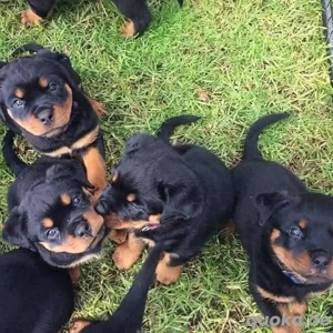Bezaubernde Rottweiler-Welpen