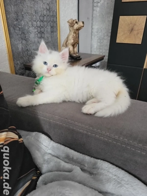 Maine-Coon-Kitten sanfte Riesen , die dein Herz erobern!