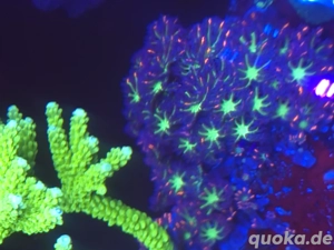 clavularia tricolor soft lps sps koralle meerwasser salzwasser