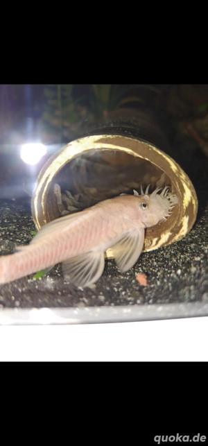 L144 Snow white Nachwuchs 