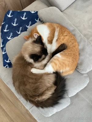 zwei Kater abzugeben