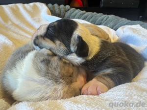 Old English Bulldog Rüde Oeb Welpe 