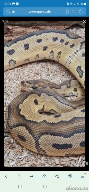 2 Köpys zusammen abzugeben