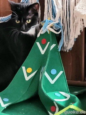 Gebe noch 2 schwarz Weiße Mixkatzen ab