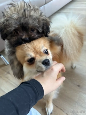 2 rüden pomapoo welpen 