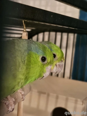 Sperlingspapagei männlich 