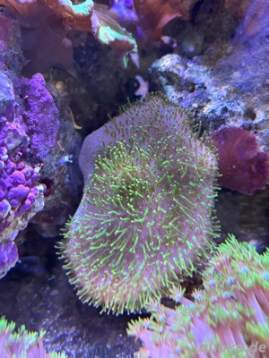 Pilzlederkoralle, Koralle, Weichkorallen