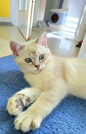 BKH Kitten, abgabebereit, mit blauen Augen, Papa mit Stammbaum, Kaufvertrag, evtl Impfpass 