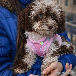 Toy-Pudel in chocolate merle mit Ahnentafel Zwergpudel 
