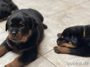 Reinrassige Rottweilerwelpen