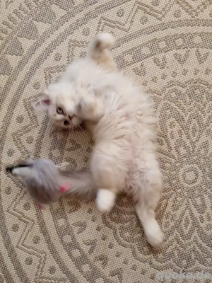 Kleine Kätzchen aus dem Wurf suchen neue Freunde!