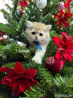 Wunderschöne BKH- Kitten  Bild 1