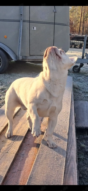 Schöner Französische Bulldogge Deckrüde.Creme Platinum