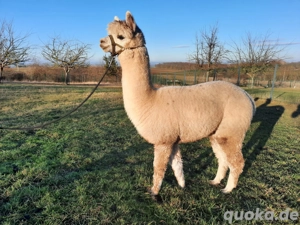 Alpaka Wallach
