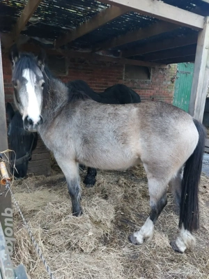 2 Stuten , Friese und Reitponymix