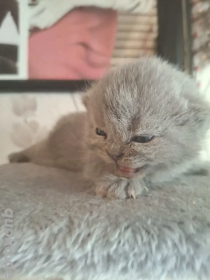 bkh kitten reinrassige