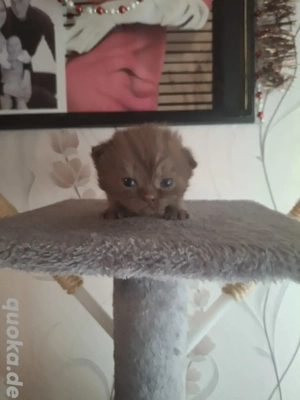 Bkh mädchen cinnamon