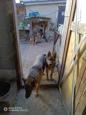 Verkaufe deutsche Schäferhunde