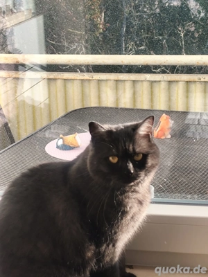 Süße und Liebe BKH Dame 