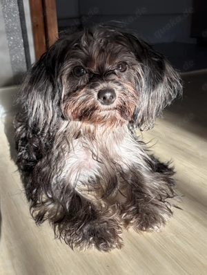 Exclusive Mini Teacup Yorkipoo Welpen