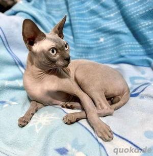 Canadian Sphynx Kater 
