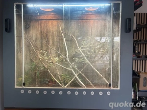 Panther Chamäleon Weibchen