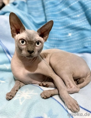 Canadian Sphynx Kater 