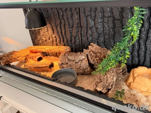 Königsnatter (Lampropeltis triangulum), mit terrarium und viele zubehör