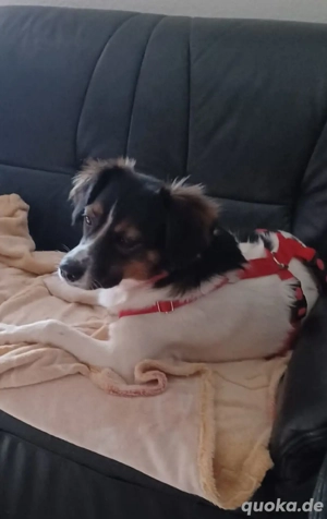 Hazel ist so eine reizende Hundedame - bereits auf Pflegstelle in 64560