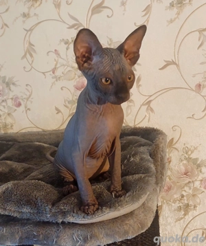 Sphinx kitten 