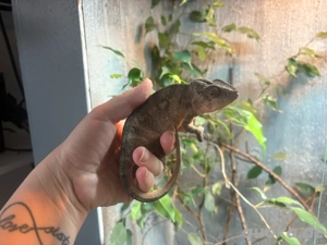 Panther Chamäleon Weibchen