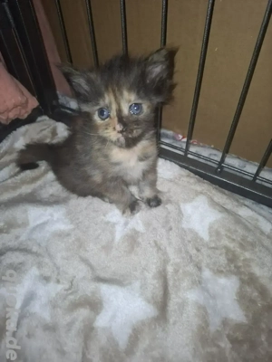 Zuckersüße Maine Coon Kitten 