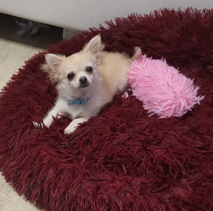 Süsses Chihuahuahündin sucht ein neues Zuhause auf Lebenszeit 