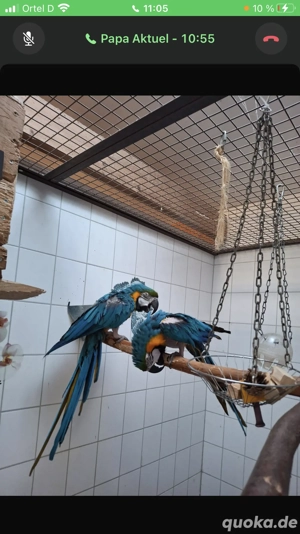 Gelbbrustara zuchtpaar von 2013