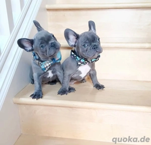Französische Bulldoggehn Welpen