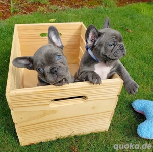 Geimpft Französische Bulldoggehn Welpen.