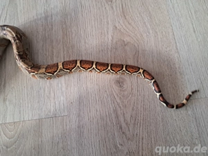 1.0 boa Imperator  ENZ 25 