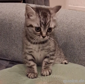 Liebevolles BKH-Mix Kitten (Silber Tabby, weiblich) sucht ein Zuhause 