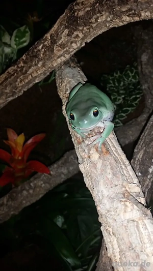 Korallenfingerlaubfrosch