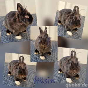 Zwergkaninchen Löwenköpfchen Häsin Rammler