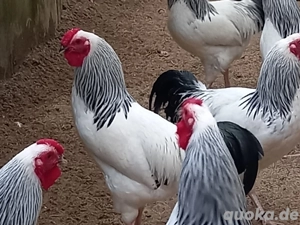 Deutsche Zwerg Reichshühner wsc