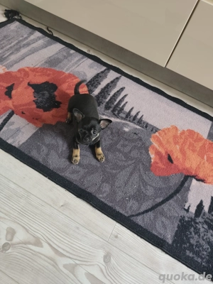 Zwergpinscher Chihuahua mix