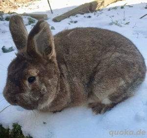 Gebe Kleine Wiener Rammler von 25 in wildfarben mit 96,5 Punkten ab
