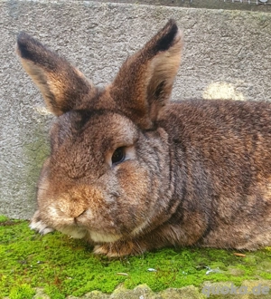 Gebe einen sehr schönen Kleine Wiener Rammler in wildfarben von 25 ab