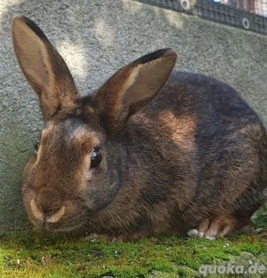 Gebe Kastanienbraune Lothringer Rammler von 25 ab