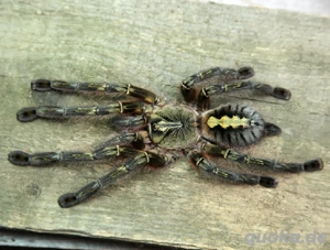poecilotheria rufilata 