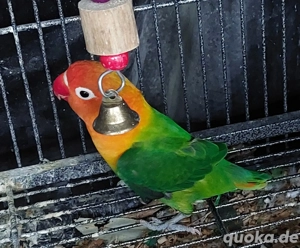 Pfirsichköpfchen zahm Agaporniden Unzetrennliche 