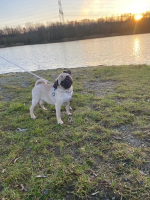 Mops welpen Mopswelpen